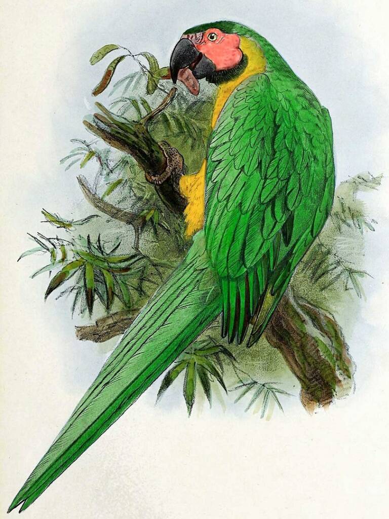 illustration of Dominican green-and-yellow macaw