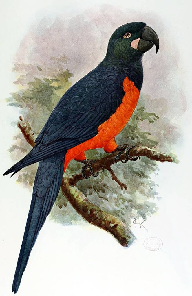 illustration of Martinique macaw