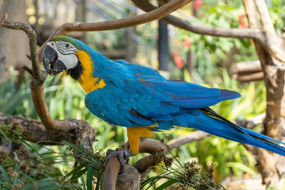 A blue-and-yellow macaw (Ara ararauna), or a blue-and-gold macaw in the trees