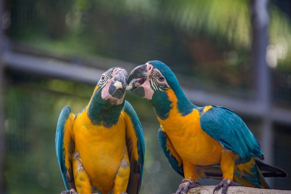 pair of blue-throated macaw sharing a sugar cane