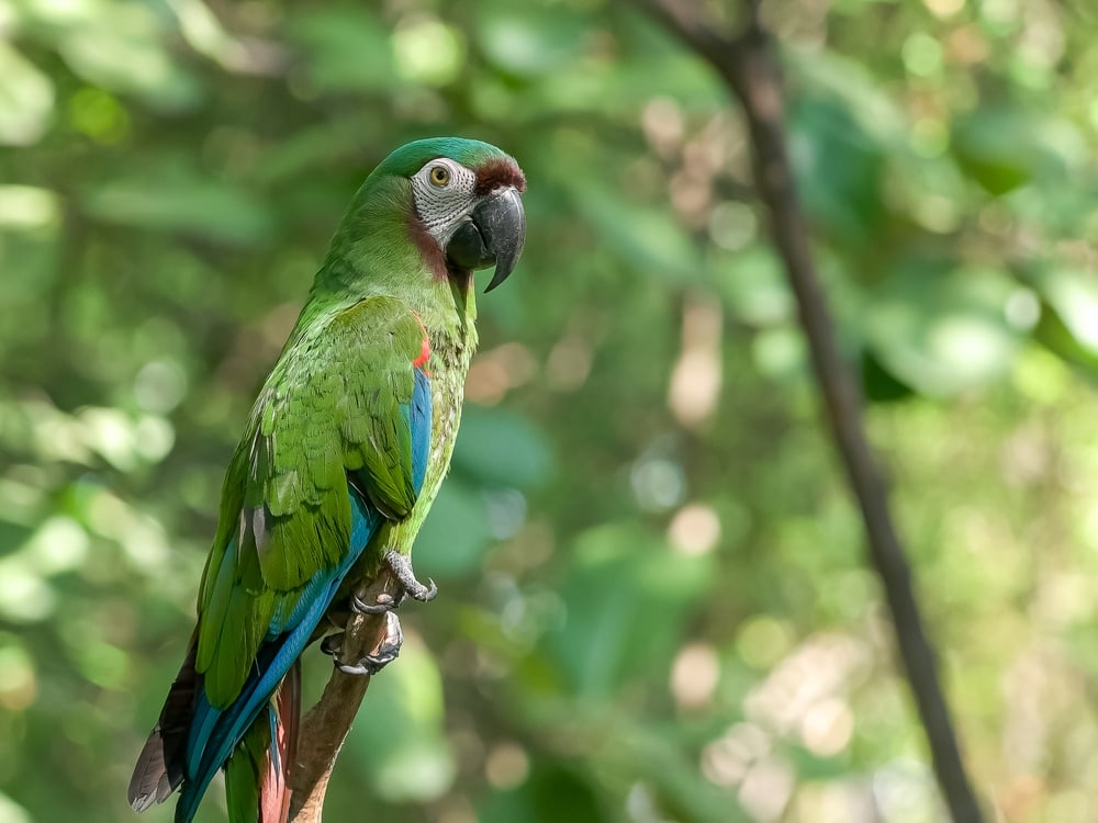 chestnut fronted macaw perched on a tree branch