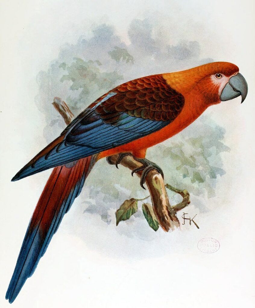 portrait representation of the extinct Cuban Macaw