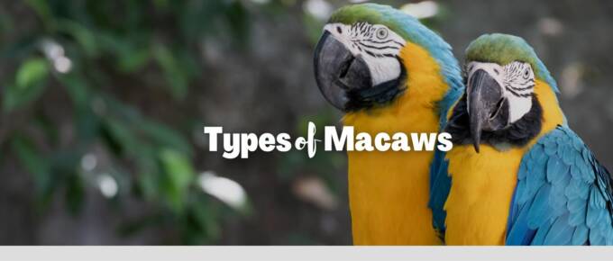 types of macaws featured image