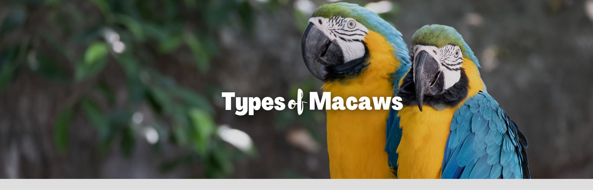 Feathered Rainbow: Delving into All 19 Types of Macaws Found in the Wild