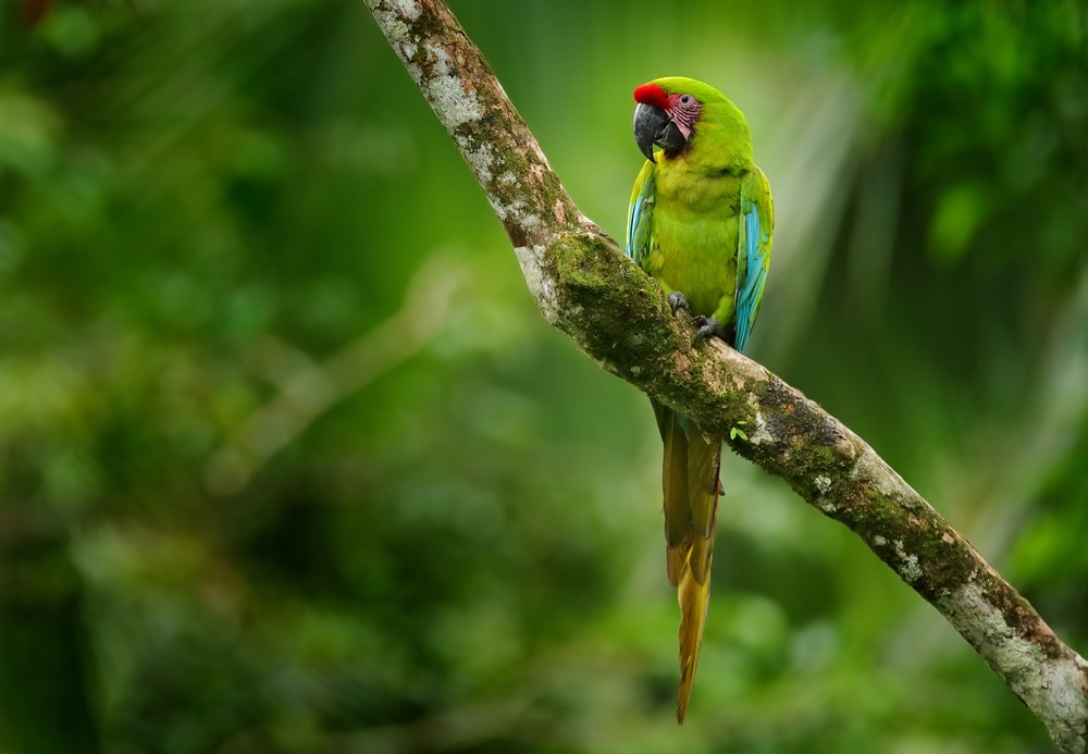 a great green macaw perched on a tree branch