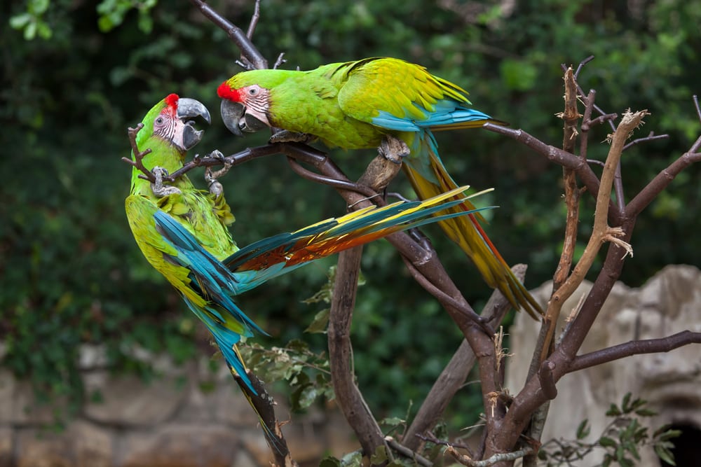 two great green macaws playing on the tree