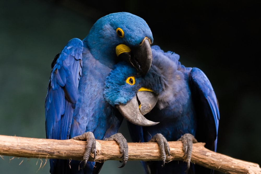 pair of hyacinth macaw cuddling