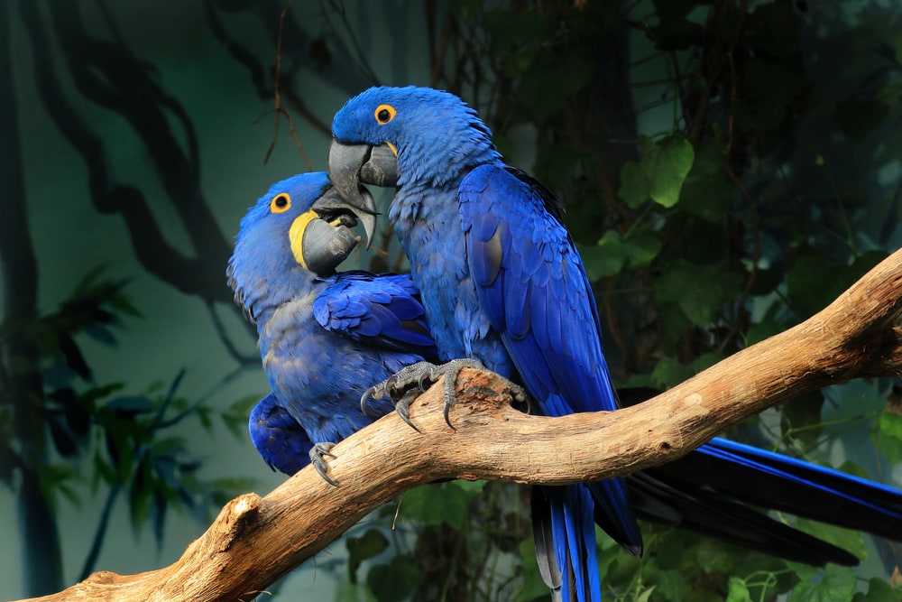 pair of loving hyacinth macaws perched on branch touching beaks