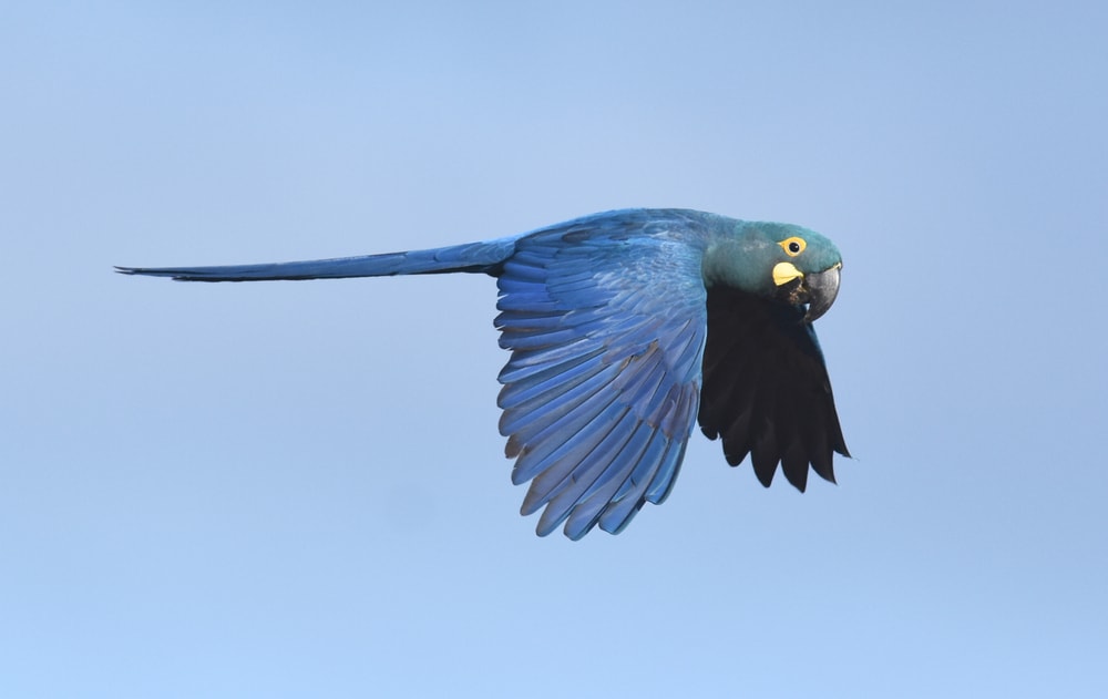 a Lear's macaw in flight