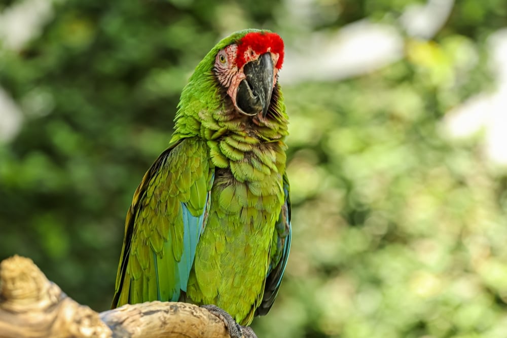 a military macaw perched on a tree