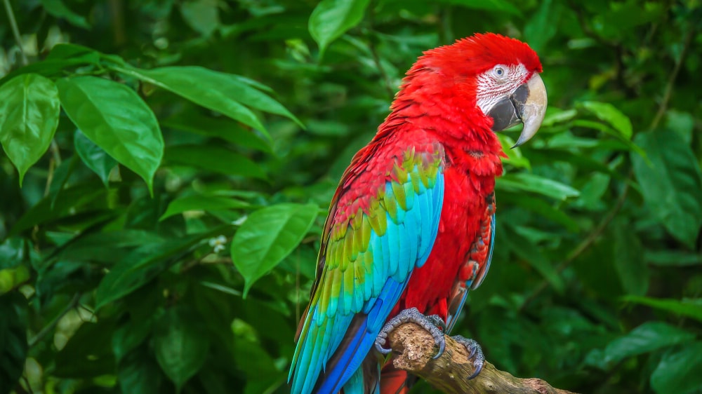 red and green macaw perched on a tree branch