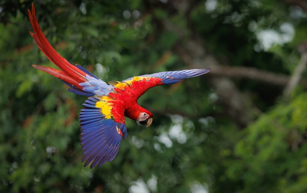 a colorful scarlet macaw in flight