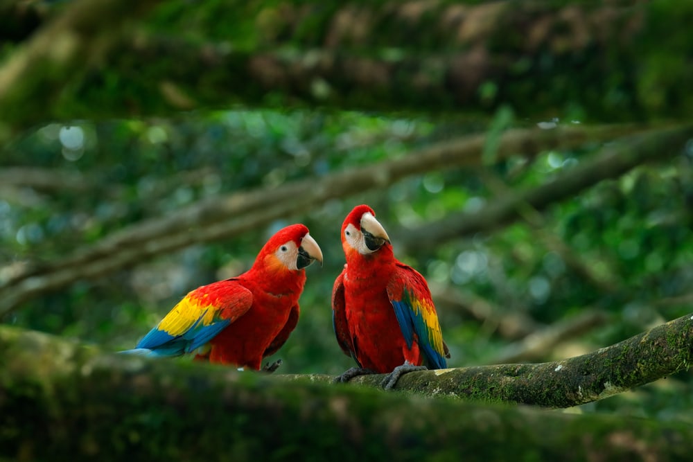 pair of scarlet macaws in a forest