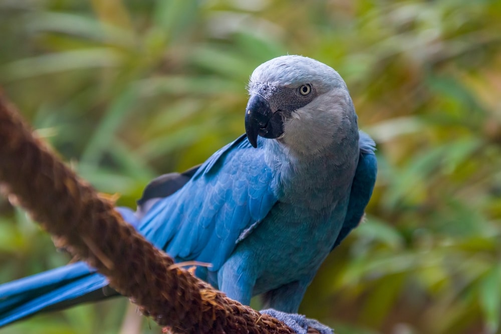a Spix's macaw perched on a branch