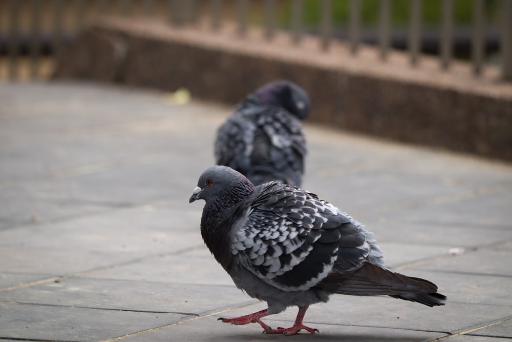 Hill pigeon (Columba rupestris) walking on a black tile