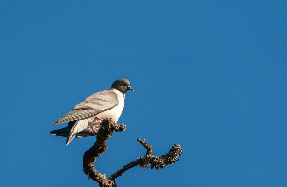 Snow pigeon (Columba leuconota) on top of a tree with blue sky background