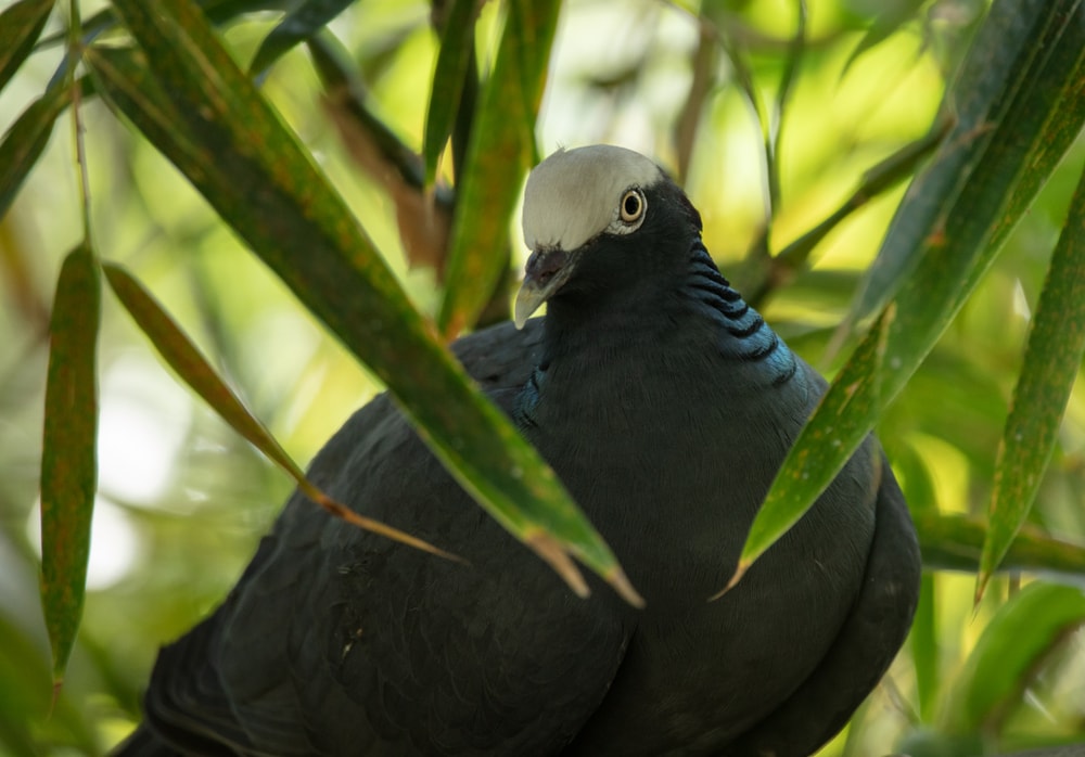 White-crowned Pigeon (Patagioenas leucocephala) in the middle of plants