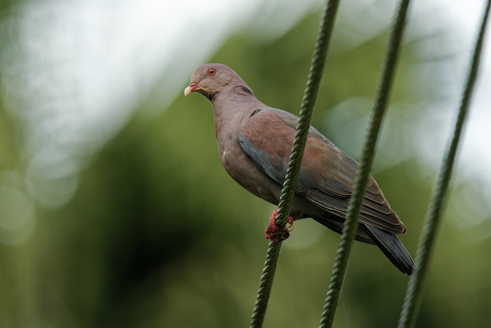 Red-billed Pigeon (Patagioenas flavirostris) holding on a green rope