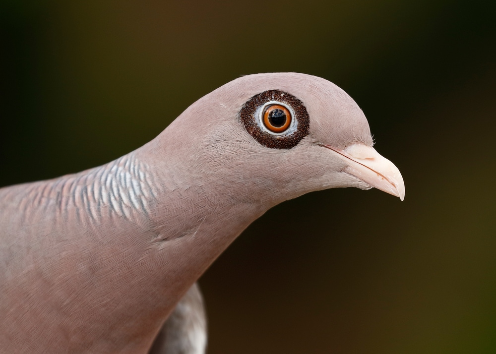 Bare-eyed Pigeon (Patagioenas corensis) close up photo of its eye
