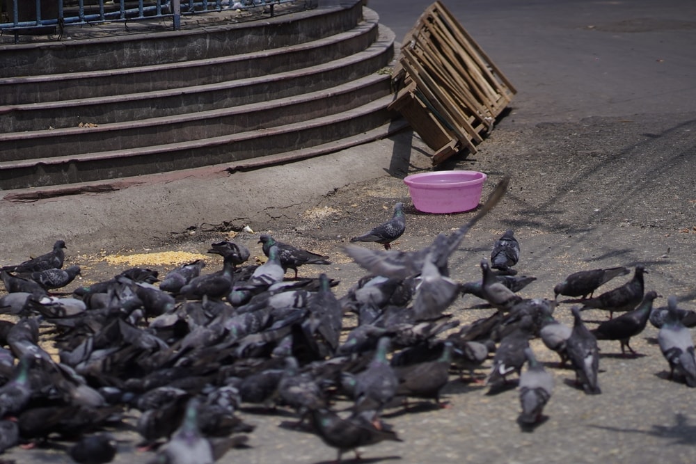 Pigeon feeding on the street