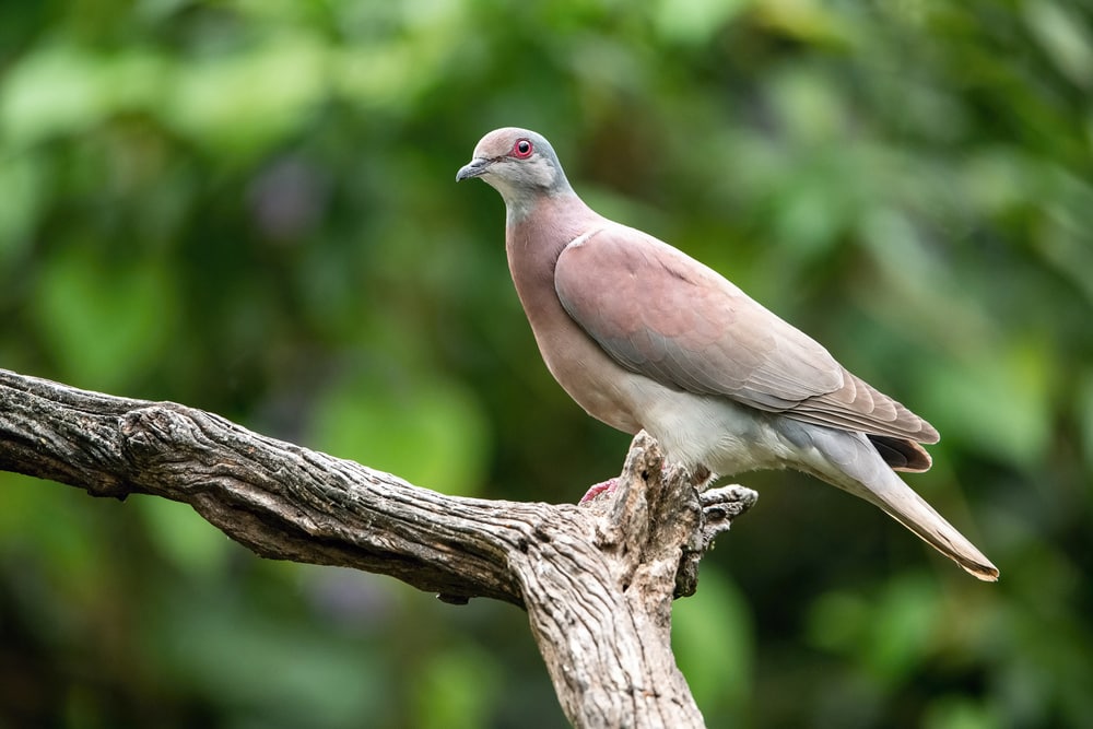 Short-billed Pigeon (Patagioenas nigrirostris) on the edge of a bark of a tree