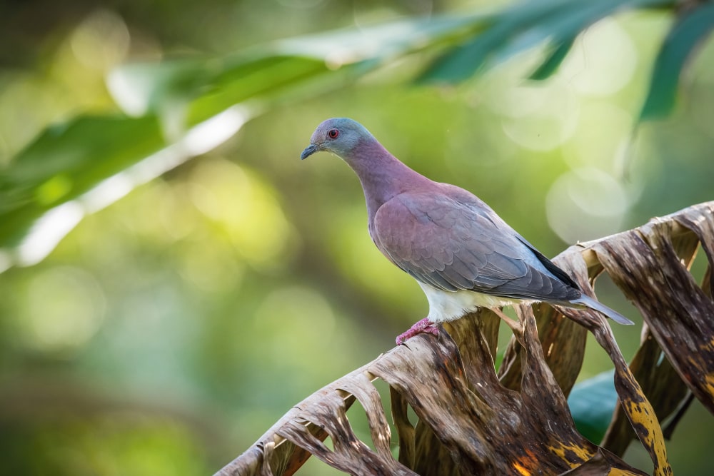 Pale-vented Pigeon (Patagioenas cayennensis) standing on a dry banana leaves