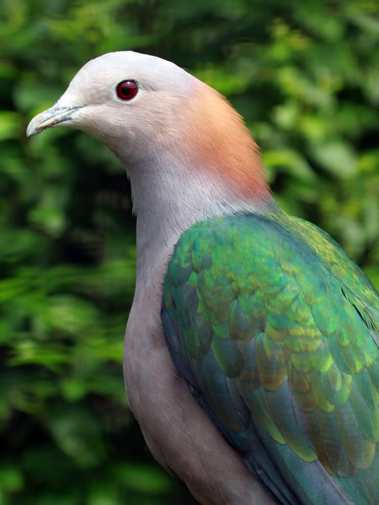 Green Imperial Pigeon (Ducula aenea) with plants in the background