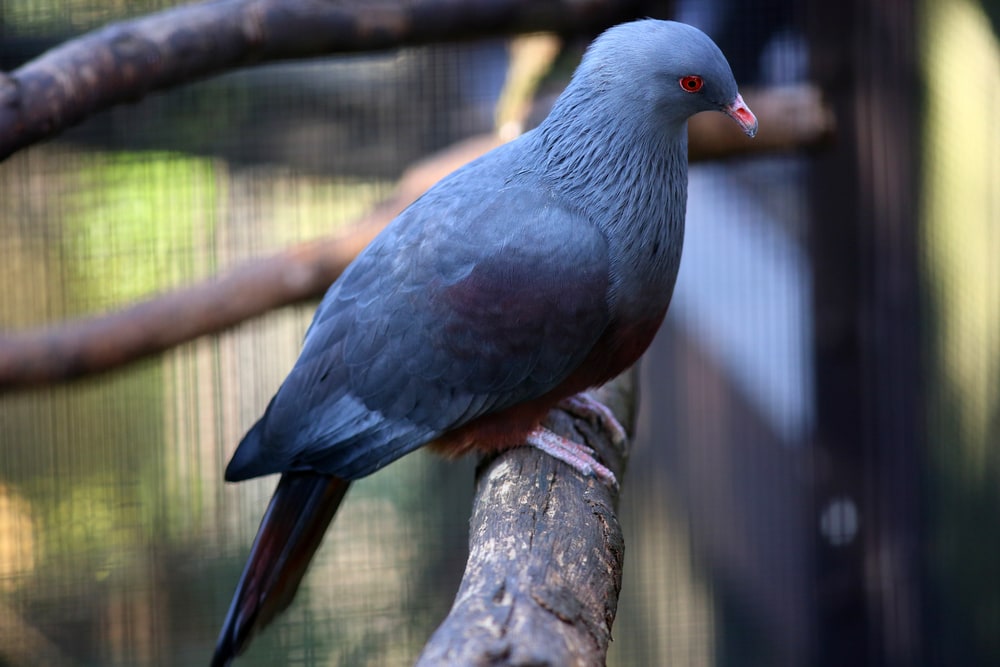 Goliath Imperial Pigeon (Ducula goliath) inside a cage