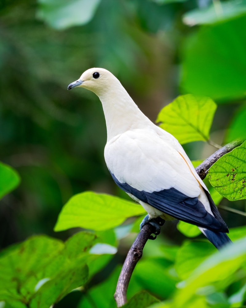 Pied Imperial Pigeon (Ducula bicolor) holding on a stick of a leaf