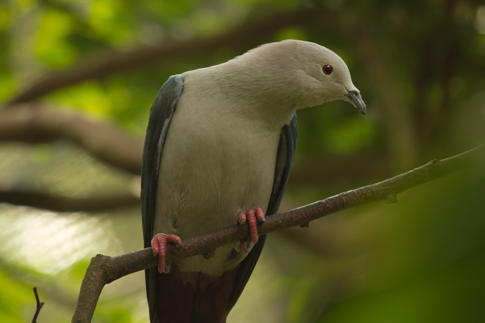 Grey Imperial Pigeon (Ducula pickeringii) holding on a bended stick