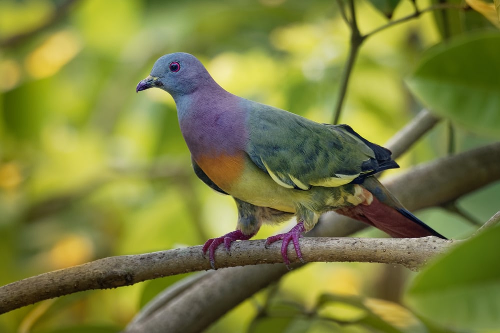 Pink-necked Green Pigeon (Treron vernans) in the middle of a tree