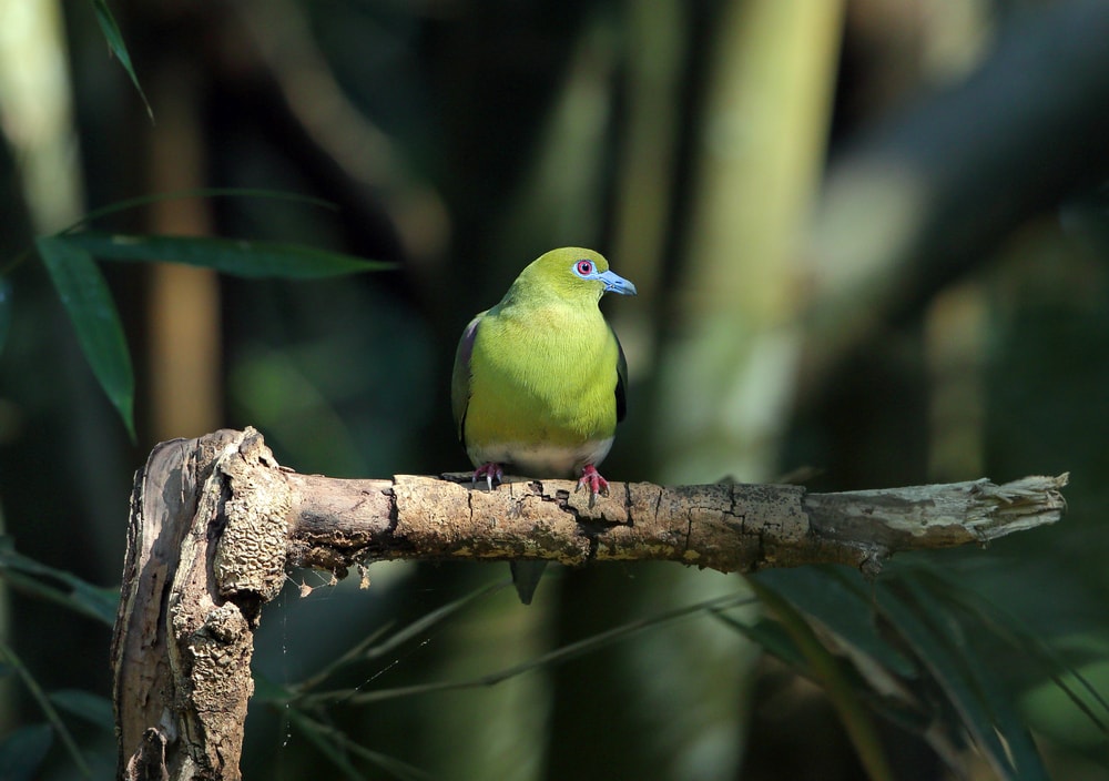 Yellow-vented Green Pigeon (Treron seimundi) standing on a bended tree