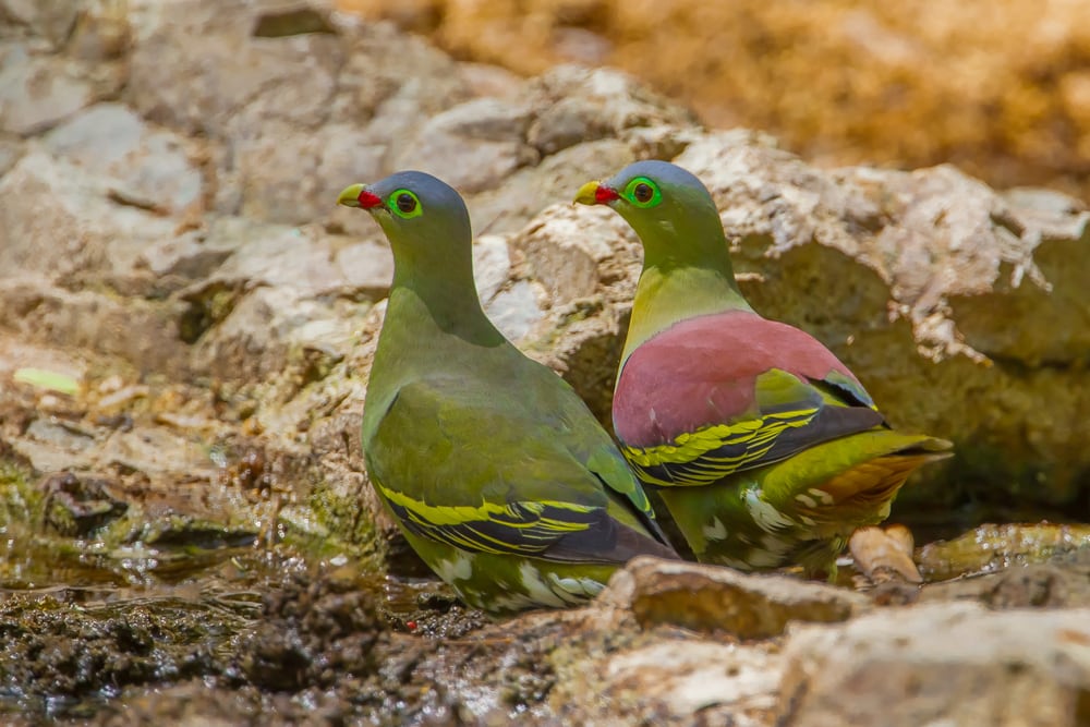 Two Thick-billed Green Pigeon (Treron curvirostra) sitting on a rock
