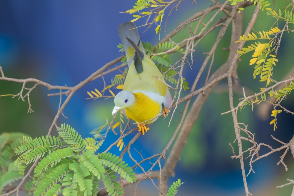 Yellow-footed Green Pigeon (Treron phoenicopterus) in the middle of a tree