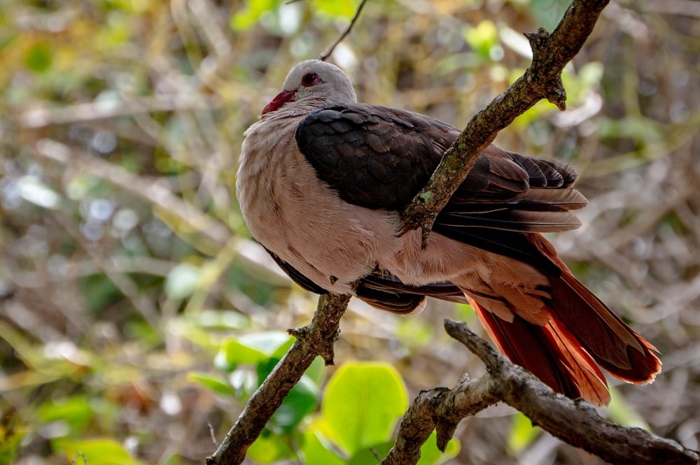 Pink Pigeon (Nesoenas mayeri) holding on two cut woods