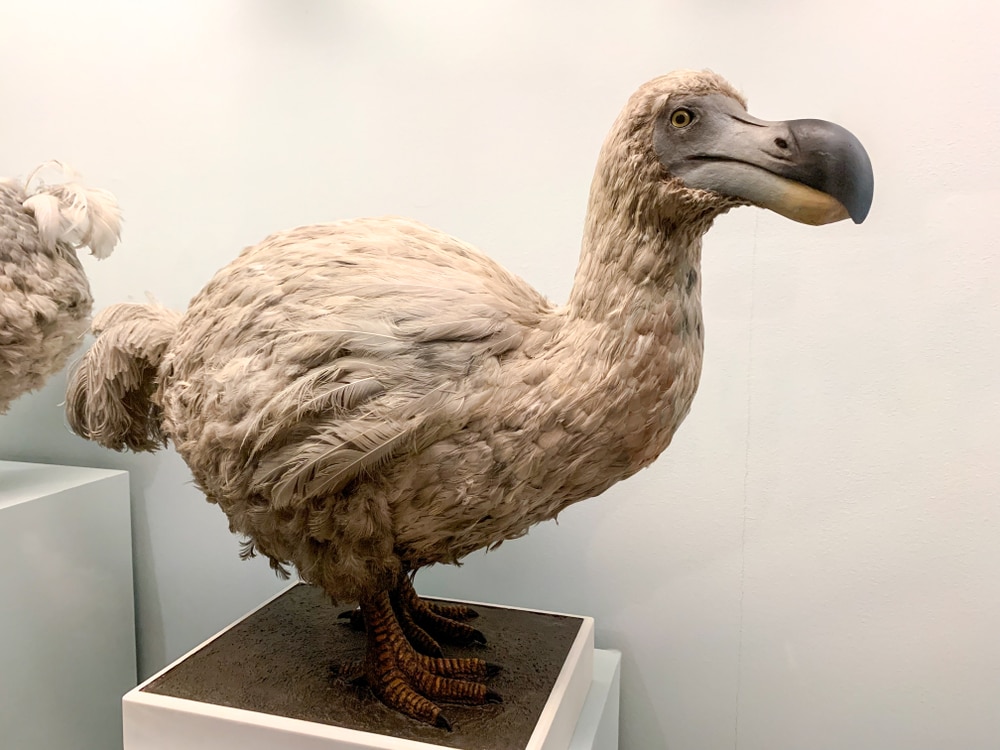 Sculpture of a dodo standing on a pillar