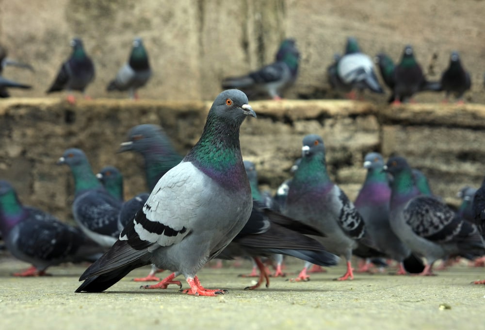 Rock pigeon (Columba livia) standing on a cement
