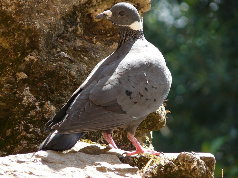 White-collared pigeon (Columba albitorques) looking back standing on a rock