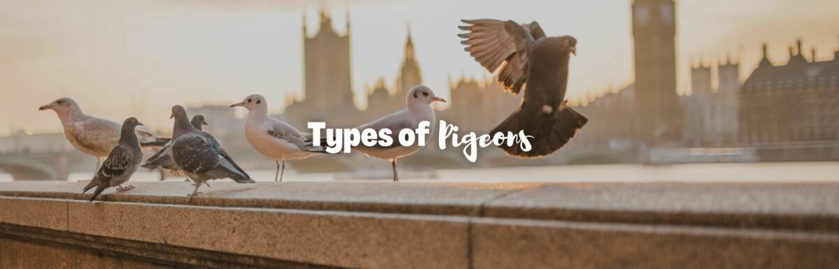 Types of pigeons featured image