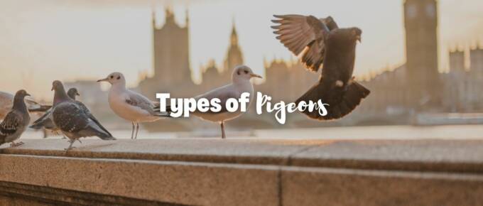 Types of pigeons featured image