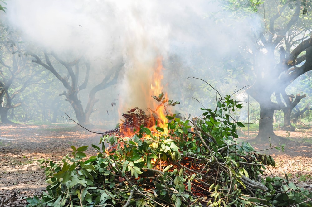 burning of debris and leave branches