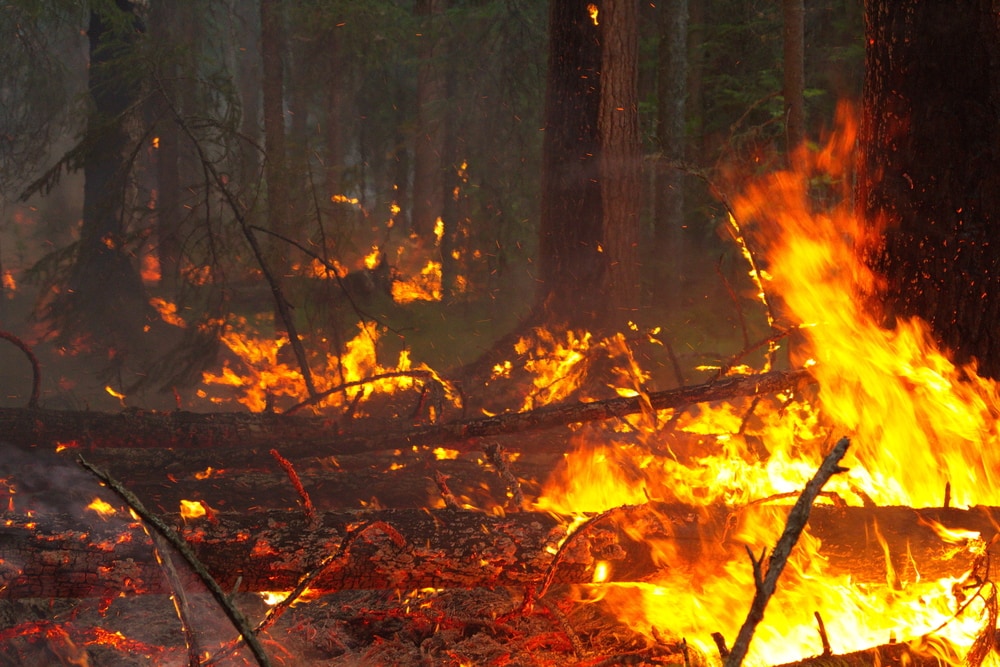 wildfires spreading in Siberian taiga