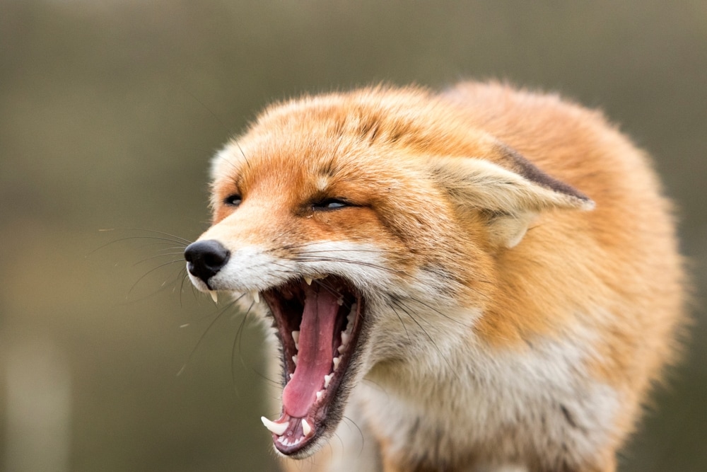 Baby fox screaming caught in camera