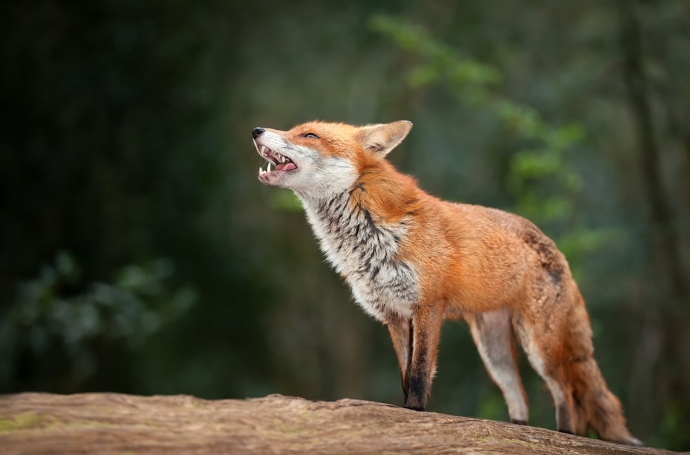 Fox screaming on top of a wood
