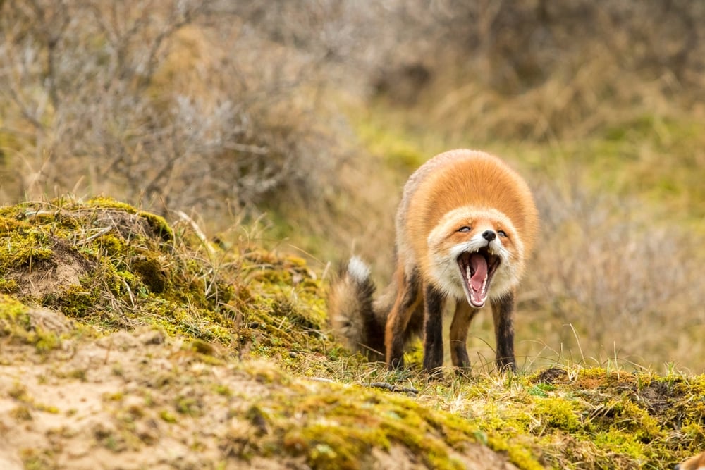 Fox screaming in the middle of the grass