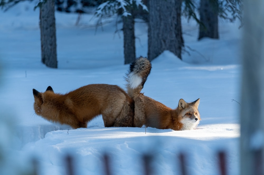 Fox mating on snow