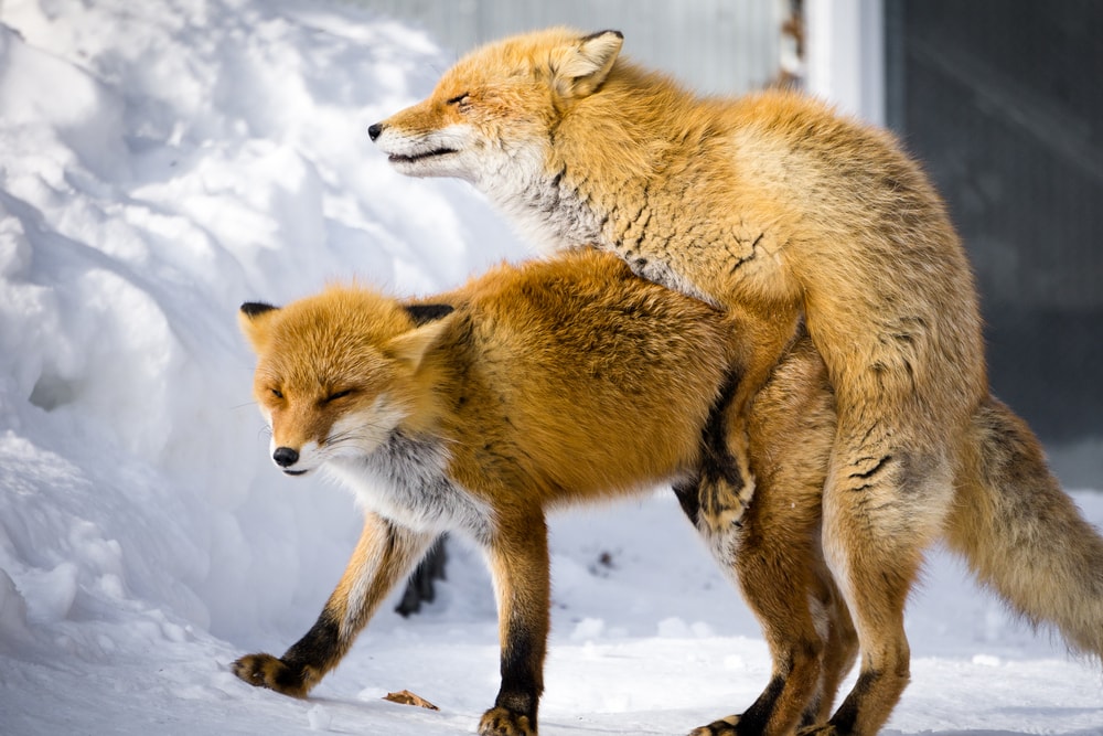 Fox in the middle of mating during snow