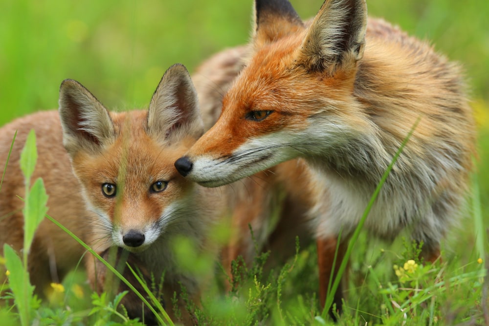 Fox sniffing its baby