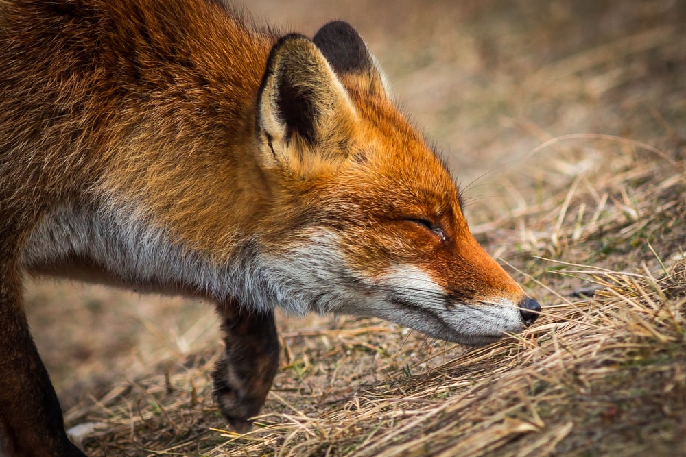 Fox sniffing the dry grass