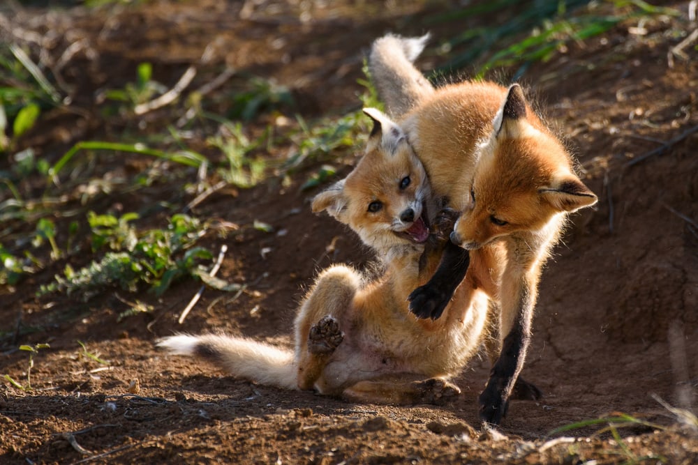 Two foxes playing at each other